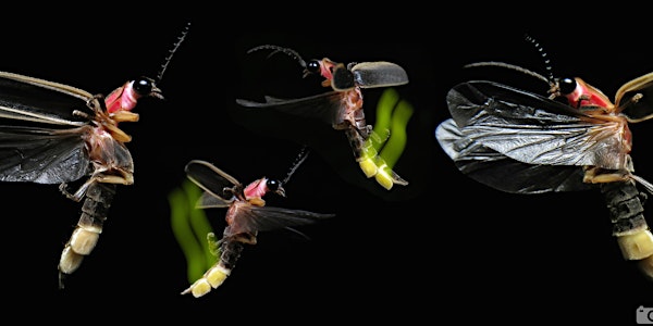 Firefly Magic on Governors Island