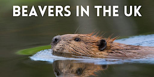 Beavers in the UK primary image