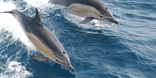 Imagem principal de The Whales, Dolphins and Porpoises of South West England