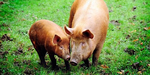 Imagen principal de Rare Breed Pigs and Rewilding. Do they have a part to play?
