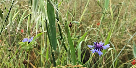 Wilder Kent Safari: Protect Polhill Appeal