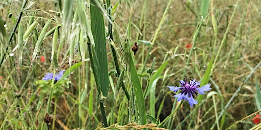 Hauptbild für Wilder Kent Safari: Protect Polhill Appeal