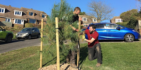 Join us tree planting in Woodingdean, Brighton primary image