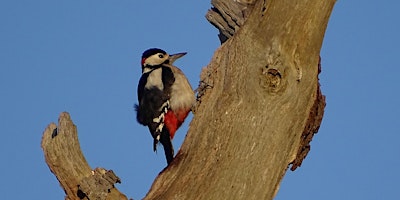 Spring Bird Walk primary image