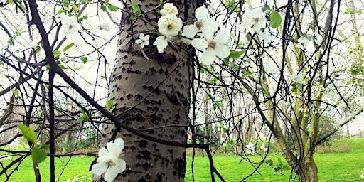 Image principale de Burgess Park Spring Tree Walk