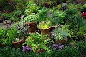 Herbs and the Plants that Compliment Them