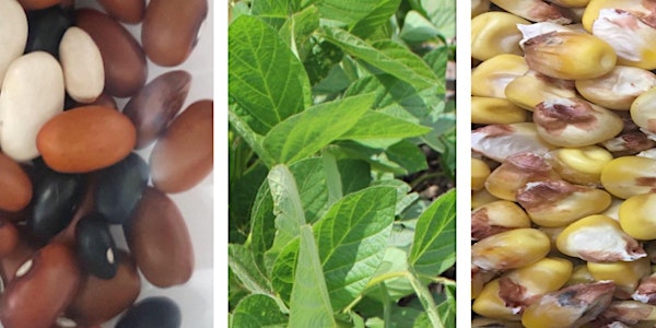 Soybean, Dry Bean and Corn Field Day