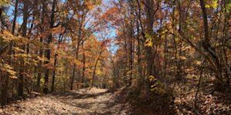 Botanical Walk in Uwharrie National Forest