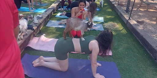 Goat Yoga Houston At NettBar