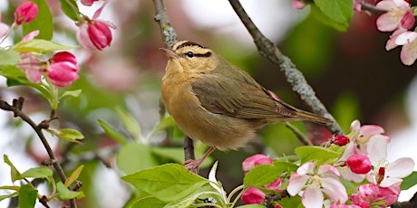 Tuesday Evening Spring Migration Bird Walk Series