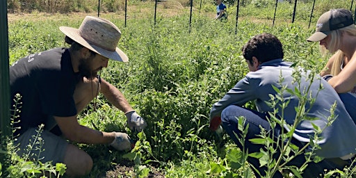 Volunteer at 21 Acres: Farm Stewardship  primärbild