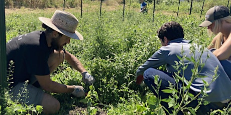 Volunteer at 21 Acres: Farm Stewardship