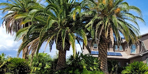 Care and Pruning of Palm Trees