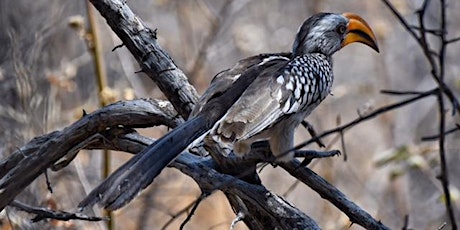 Birding Namibia and Botswana
