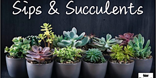 Sips & Succulents