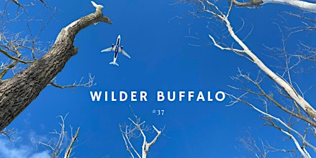 Wilder Buffalo  #37