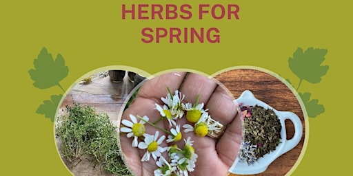 Herbs for Spring
