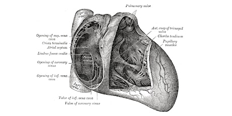 SHDA | Tricuspid Valve Symposium primary image