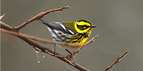 Birding Pine Canyon