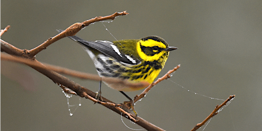 Hauptbild für Birding Pine Canyon