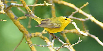 Primaire afbeelding van Birding Mitchell Canyon