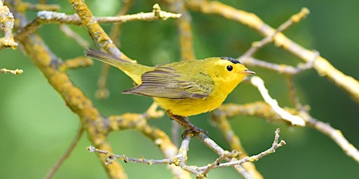 Birding Mitchell Canyon  primärbild