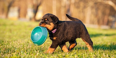 Puppy Start Avond Merelbeke primary image