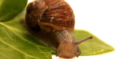 Integrated Pest Management for Gardeners workshop