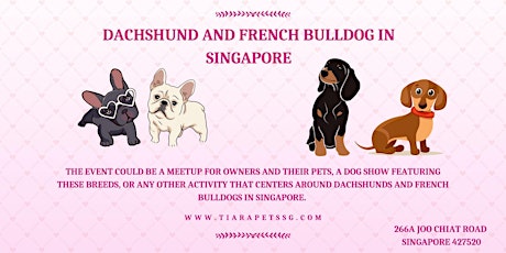 Dachshund and French Bulldog in Singapore