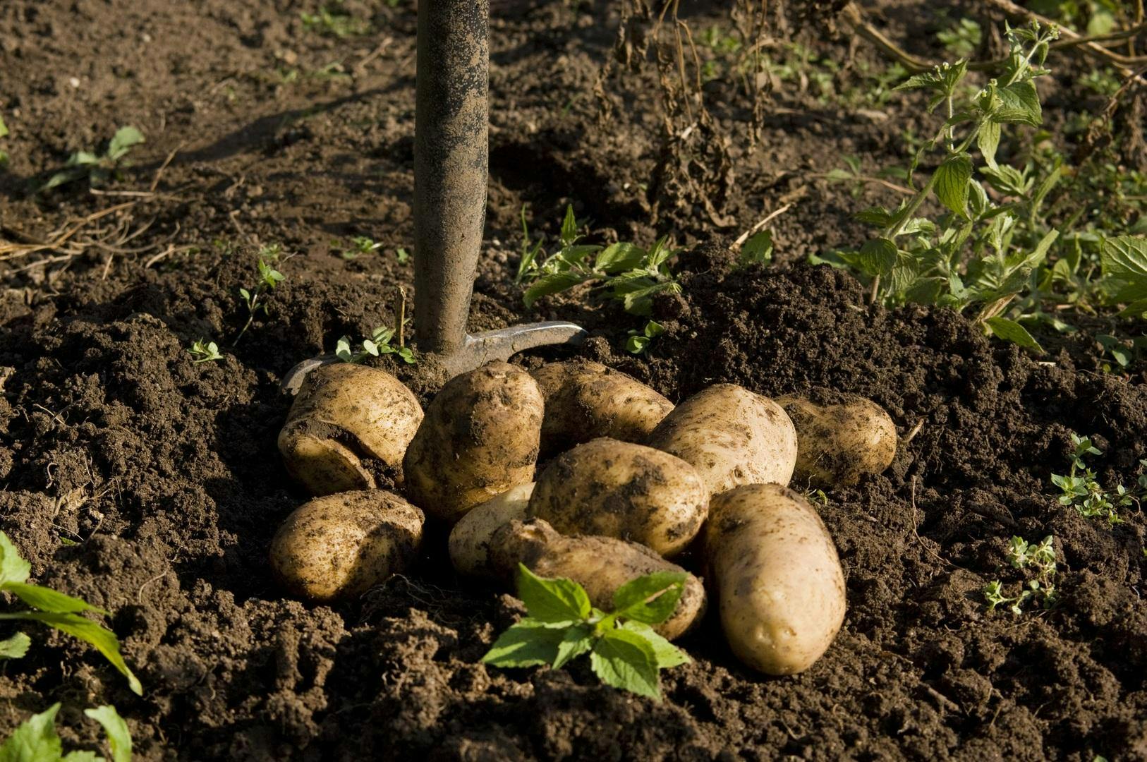 Naturregion Sieg: Rundwanderung zum Kartoffelfest