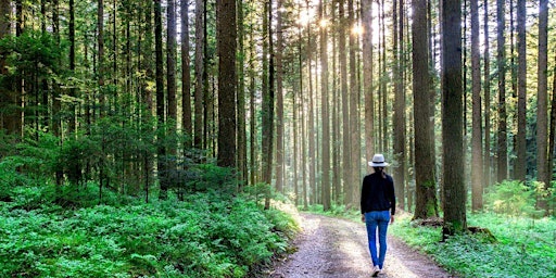 The un-hike: Forest bathing for beginners
