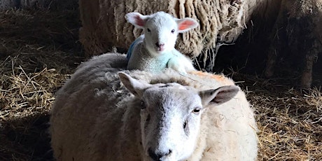 Lamb bottle feeding