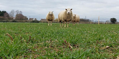 Imagem principal de FixOurFood: Regenerative Farming in Yorkshire