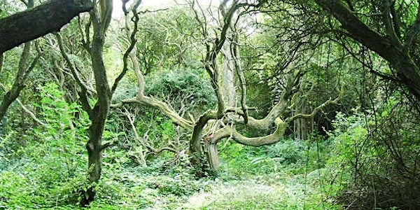 Colour in Nature: Walk, See, Find and Create