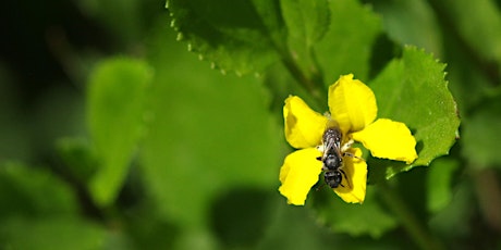 Pollinators & Westgate Park: Winter Citizen Science Workshop primary image