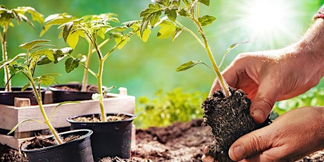 Soil, Seeds, and Sustainability