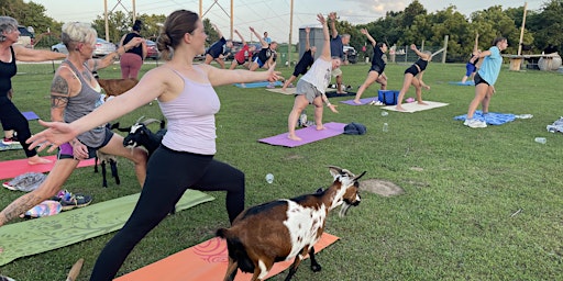 Imagem principal do evento Beachner's Goat Yoga-Sunset Yoga with baby goats!