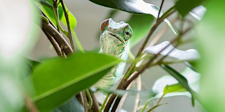 Imagen principal de Golden Tour of the Vivarium