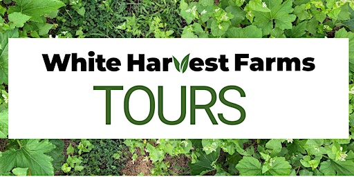 White Harvest Farm Tours