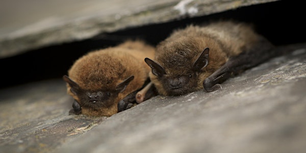 Bat walk at Bystock Pools, Exmouth