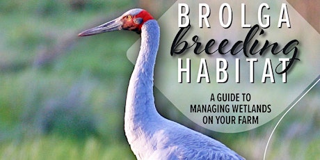 Brolga Breeding Habitat Guide: Booklet Launch & Author Talk primary image