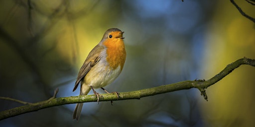 Imagen principal de Nene Wetlands Family Bird Song Walk