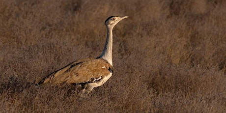 Birds at Home: Birding in the Deserts of Rajasthan: Mission Great Indian Bu