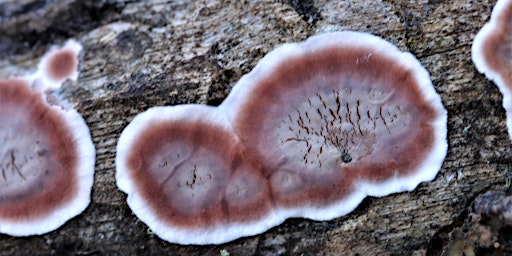 Canberra Fungi Foray: Gossan Hill Nature Park, Bruce