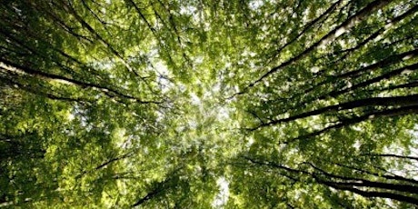 Earth Day: How Tree Cover Affects Temperature