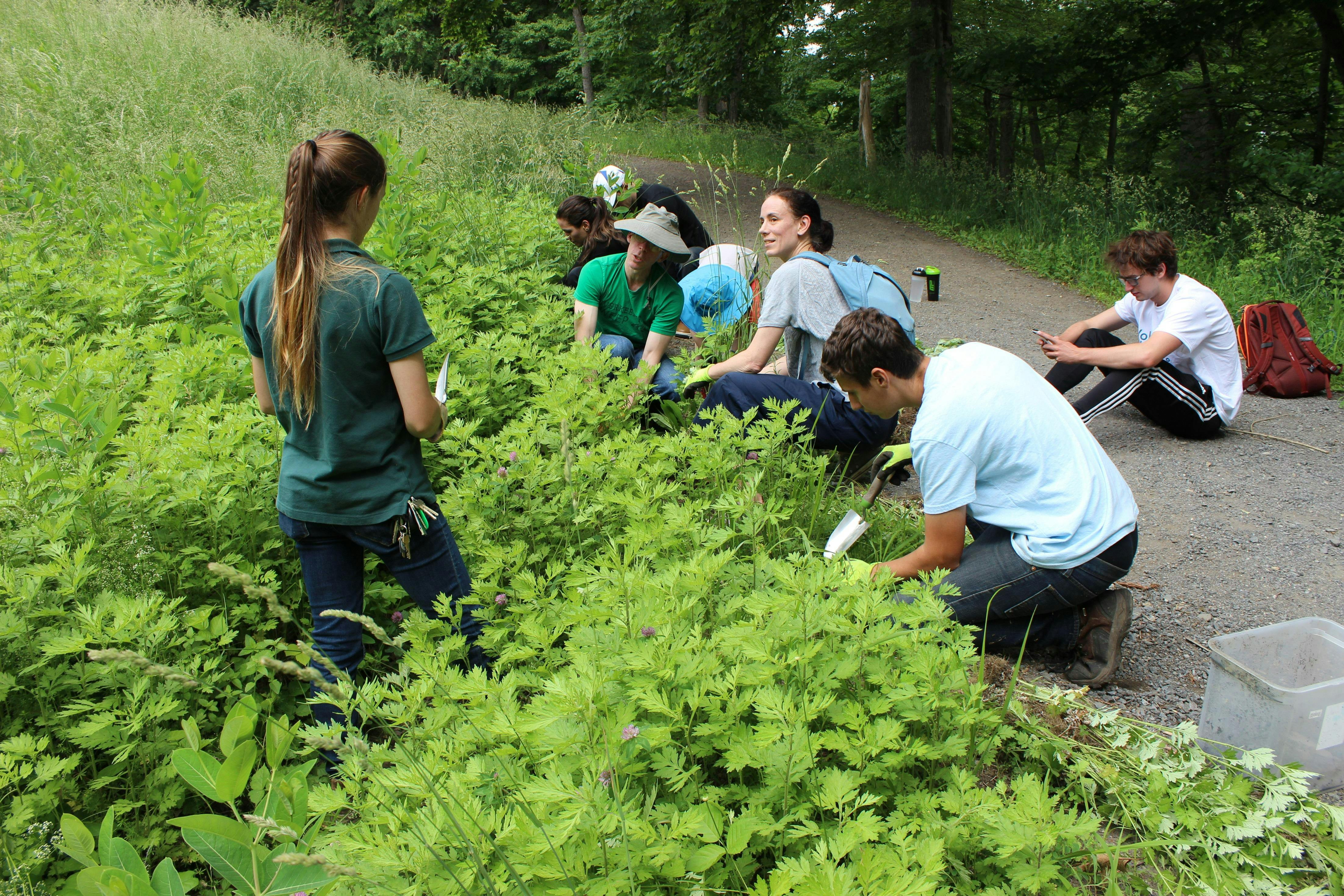 Volunteer Environmental Stewardship Day at Rockefeller Preserve