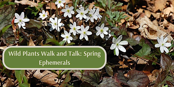 Wild Plants Walk and Talk: Spring Ephemerals