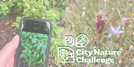 City Nature Challenge BioBlitz! 2023 -Edgewood Park and Natural Preserve