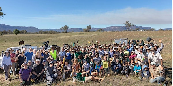 Capertee Valley Planting Supporting the Endangered Regent Honeyeater