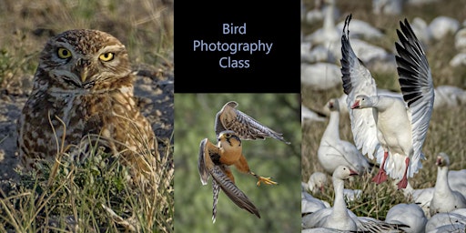 Hauptbild für Photographing Birds: Places, Camera Setup & Editing